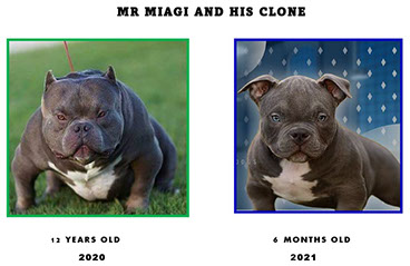 Mr miagi hotsell bully puppies